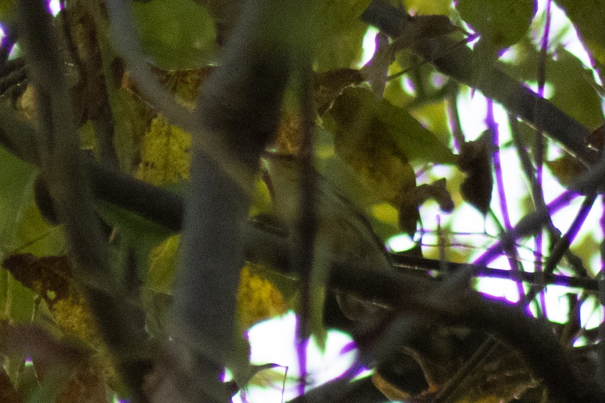 Black-and-white Warbler - ML643855793