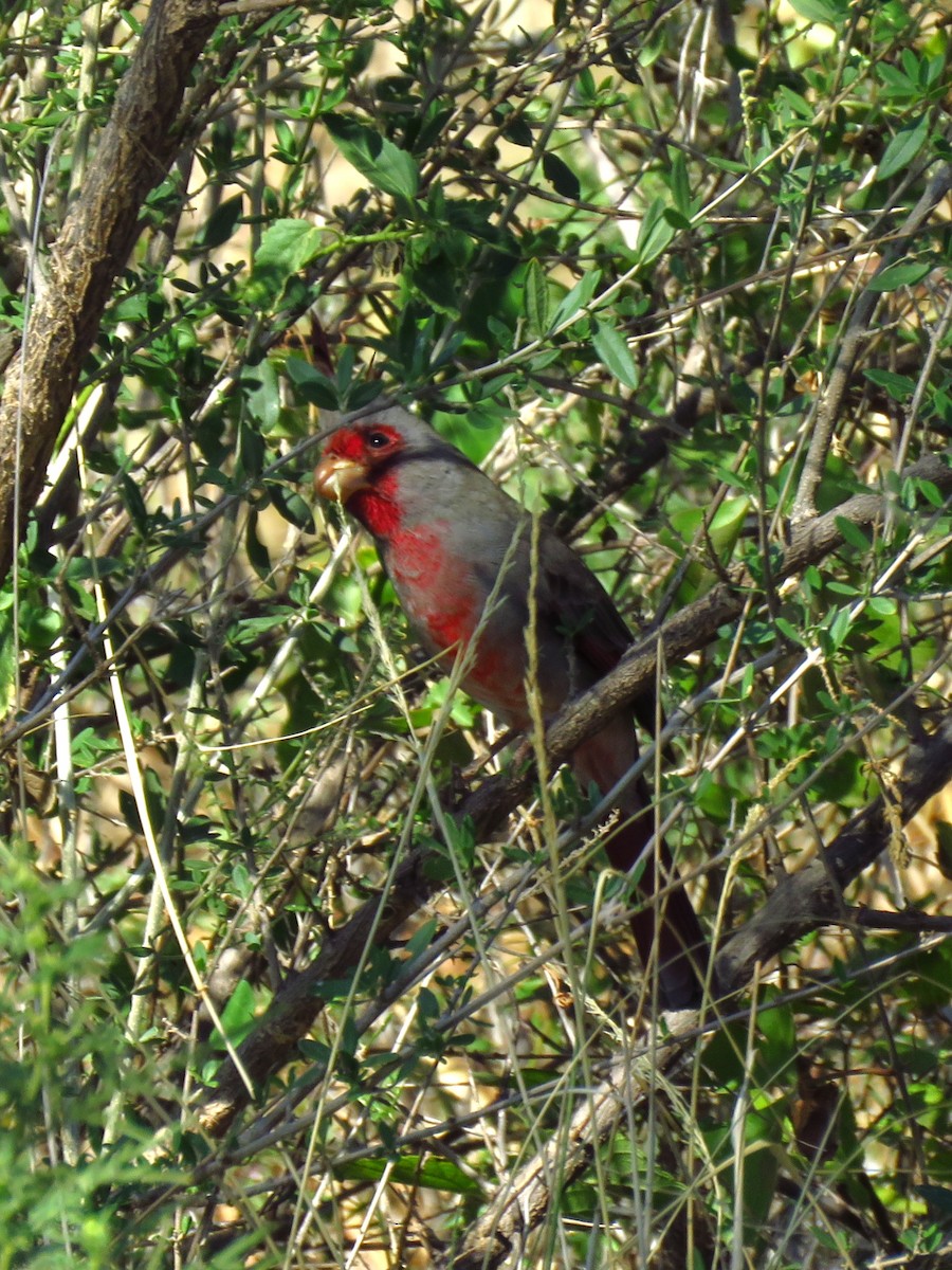 Pyrrhuloxia - ML643855796