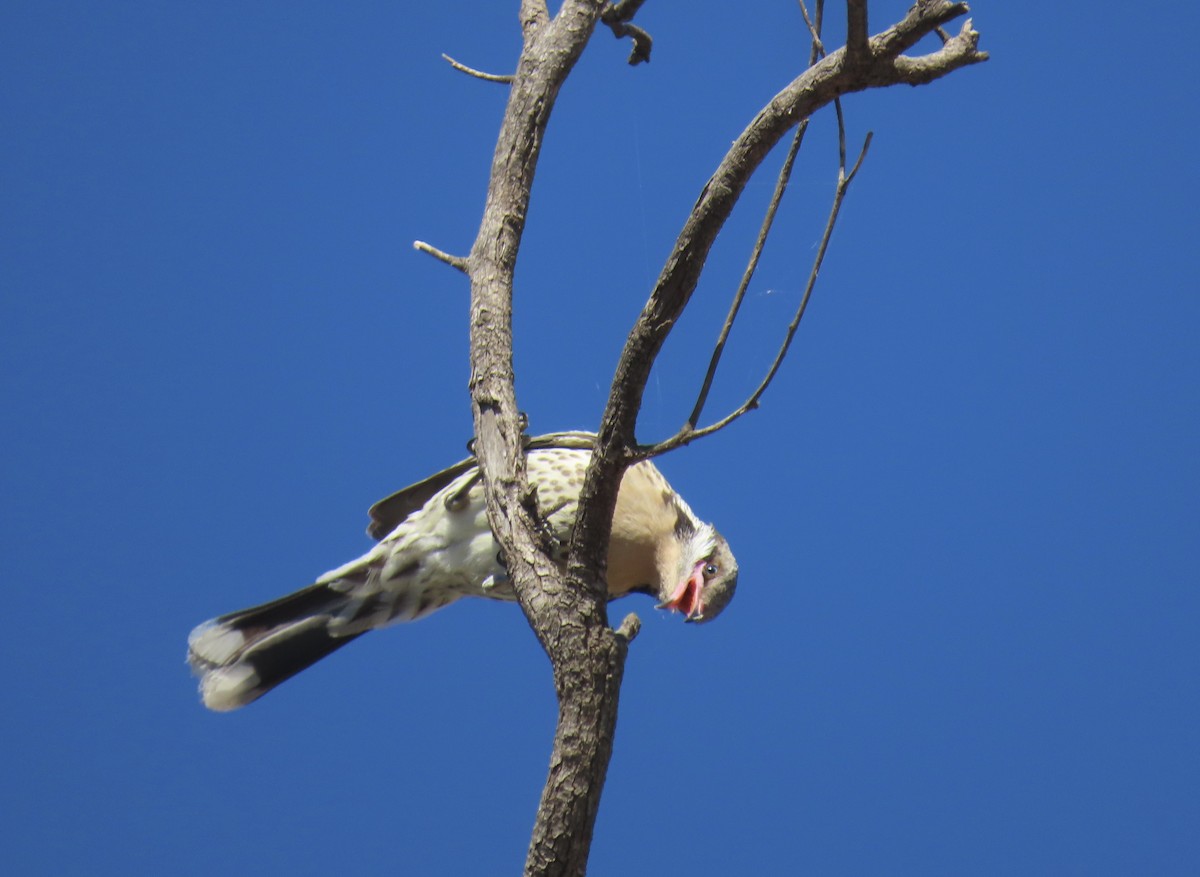 Spiny-cheeked Honeyeater - ML643855799