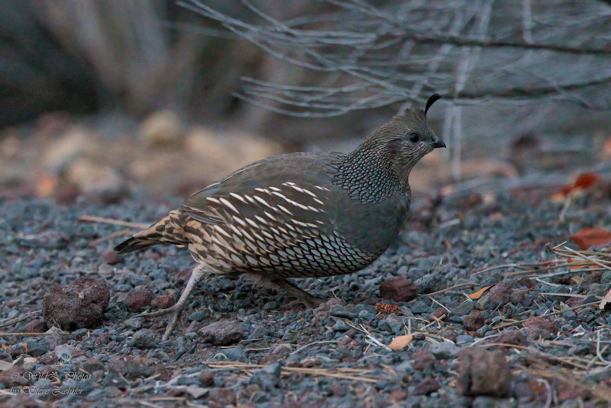 カンムリウズラ - ML643855800
