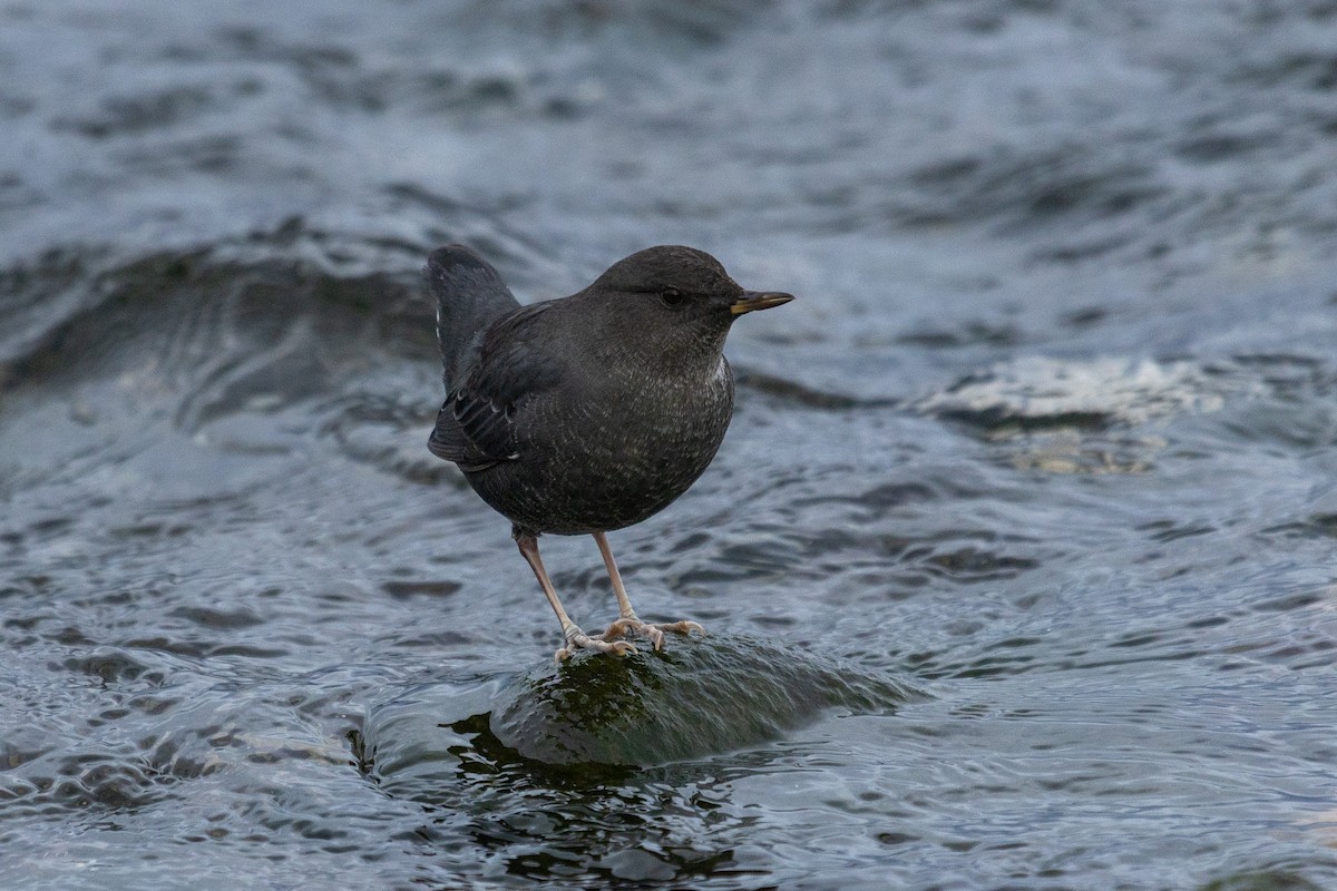 American Dipper - ML643855826