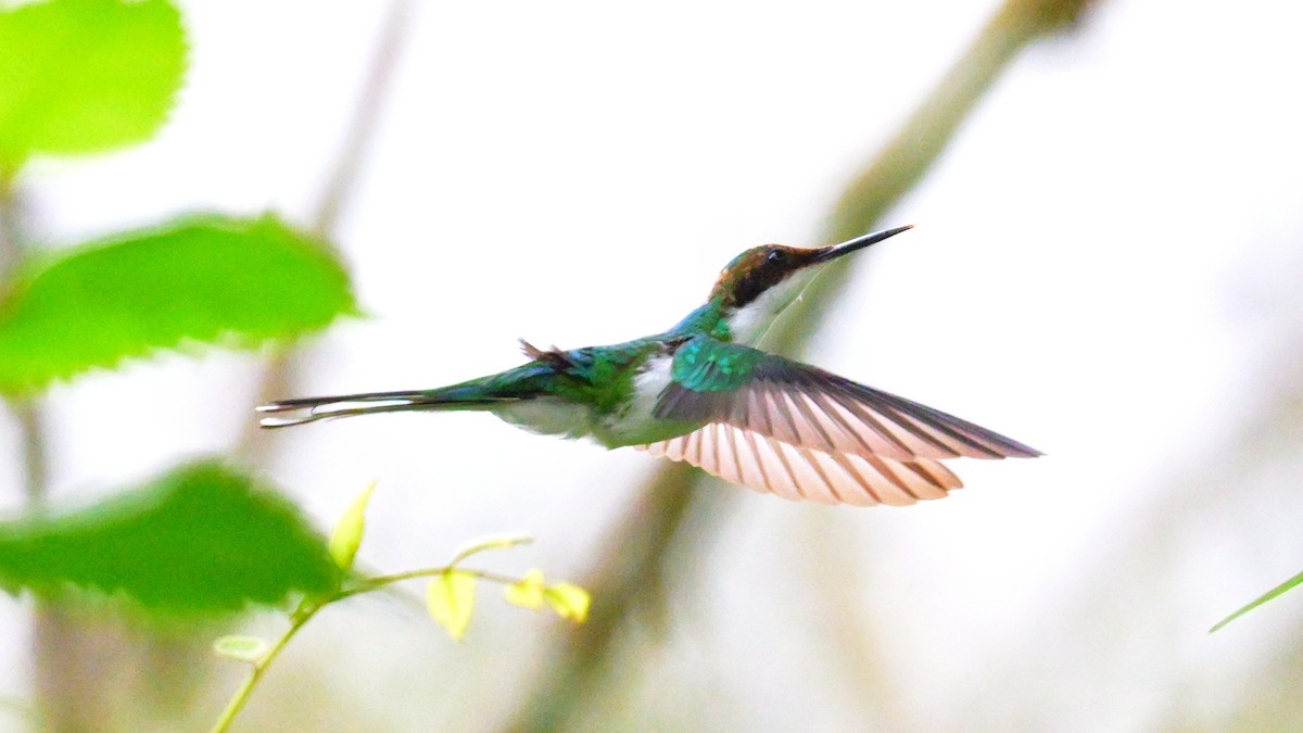 Purpurkron-Schmuckkolibri - ML643855831