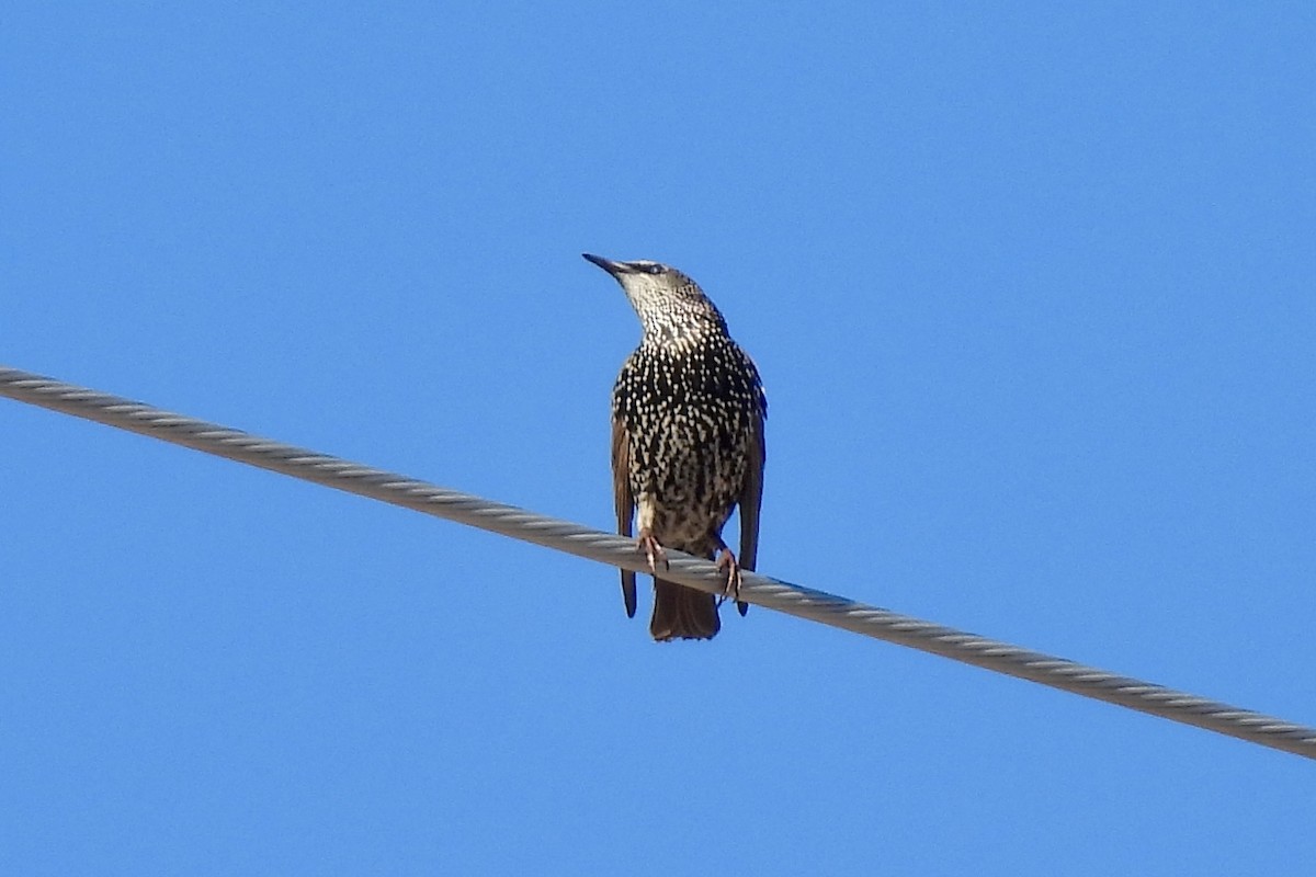 European Starling - ML643855835