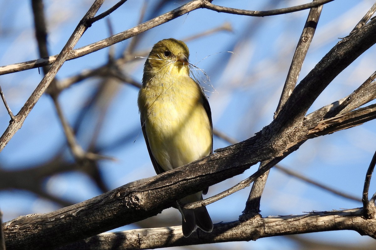 Lesser Goldfinch - ML643855846