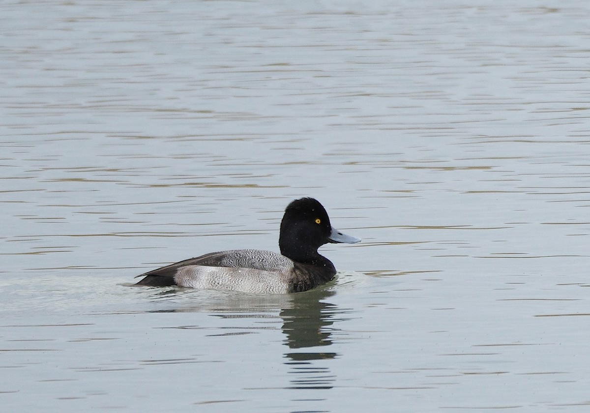 Lesser Scaup - ML643855861
