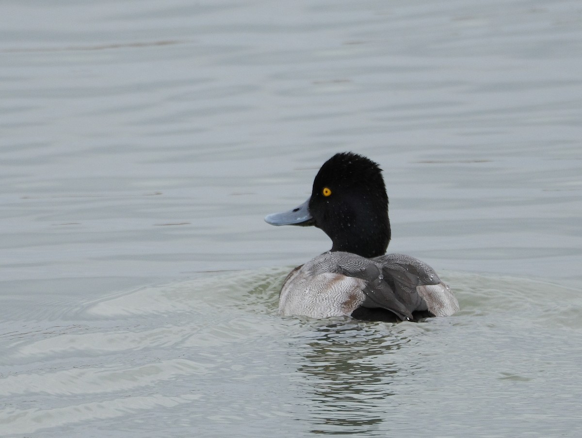 Lesser Scaup - ML643855862