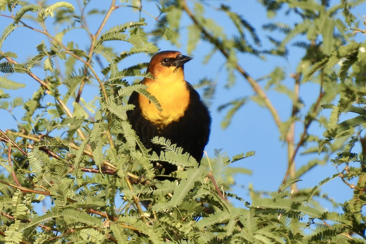 Yellow-headed Blackbird - ML643855871