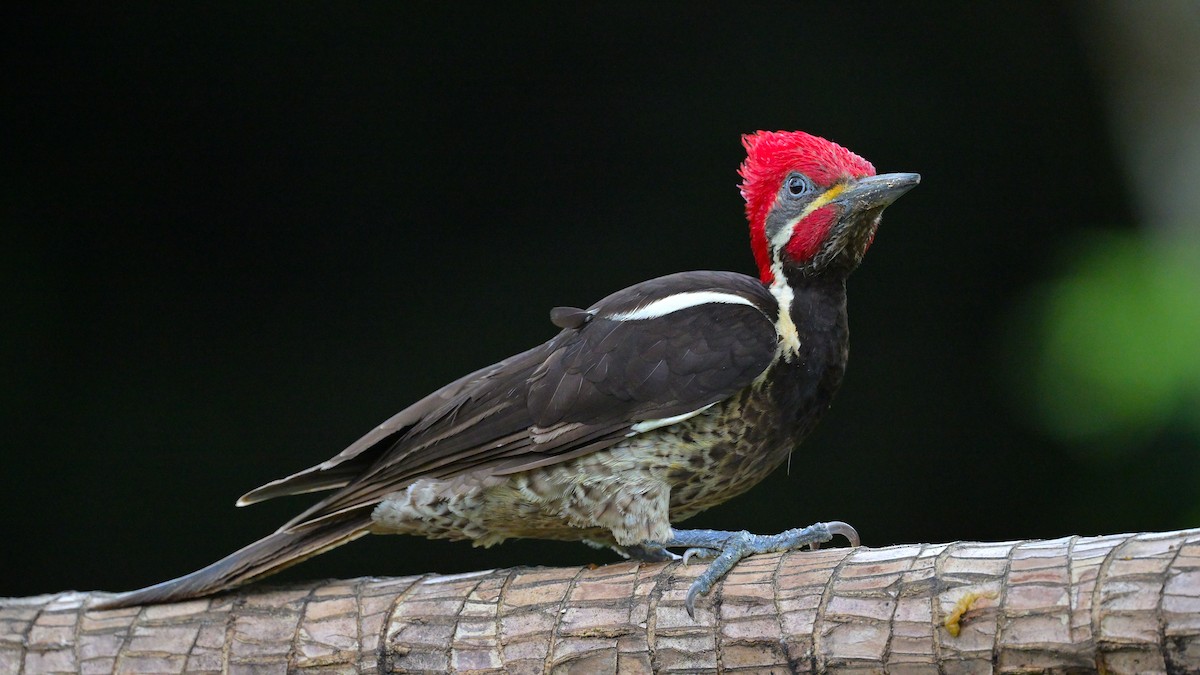 Lineated Woodpecker - ML643855872