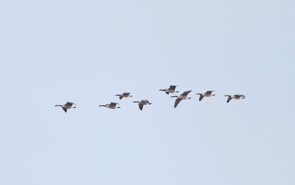 Canada Goose - ML643855881