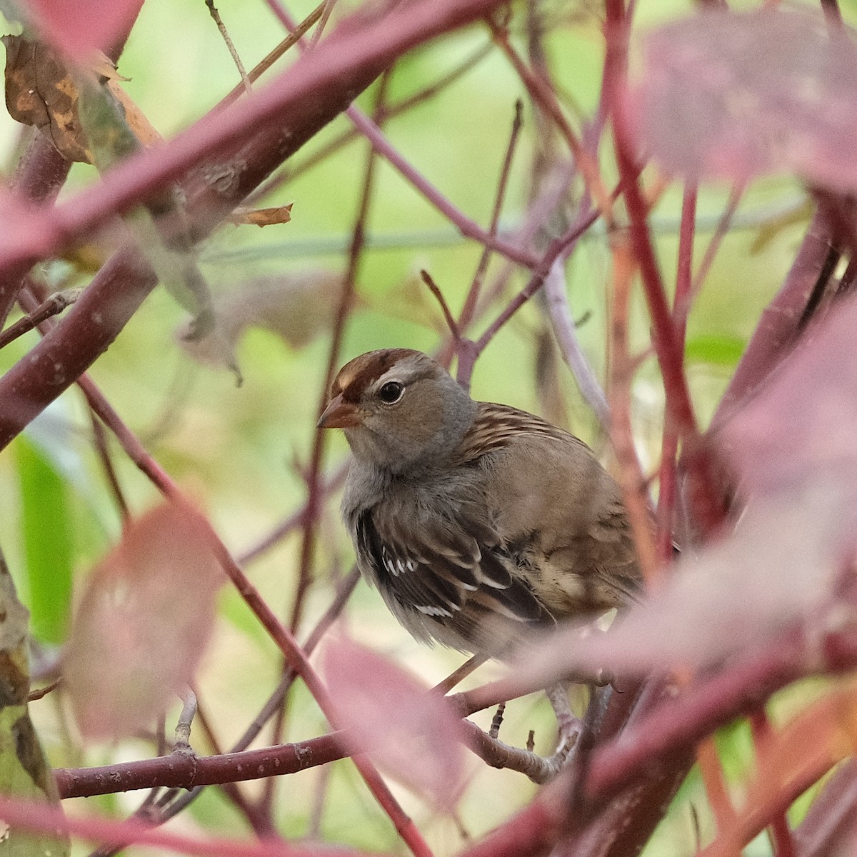 White-crowned Sparrow - ML643855893