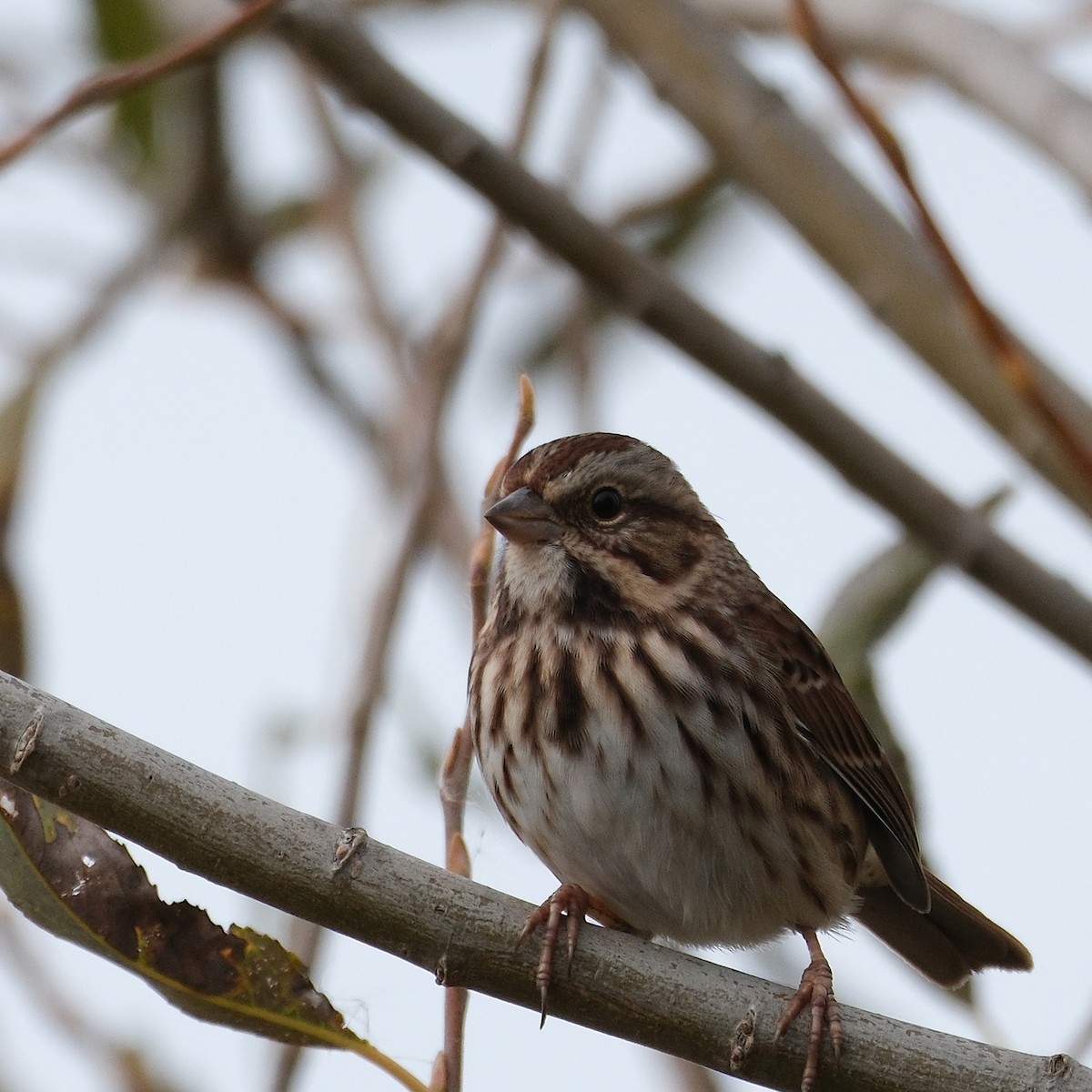 Song Sparrow - ML643855904
