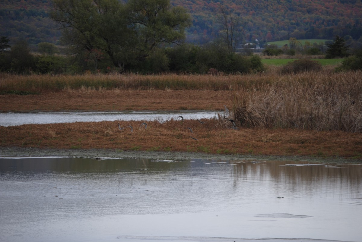 stokkand/rødfotand - ML643855906