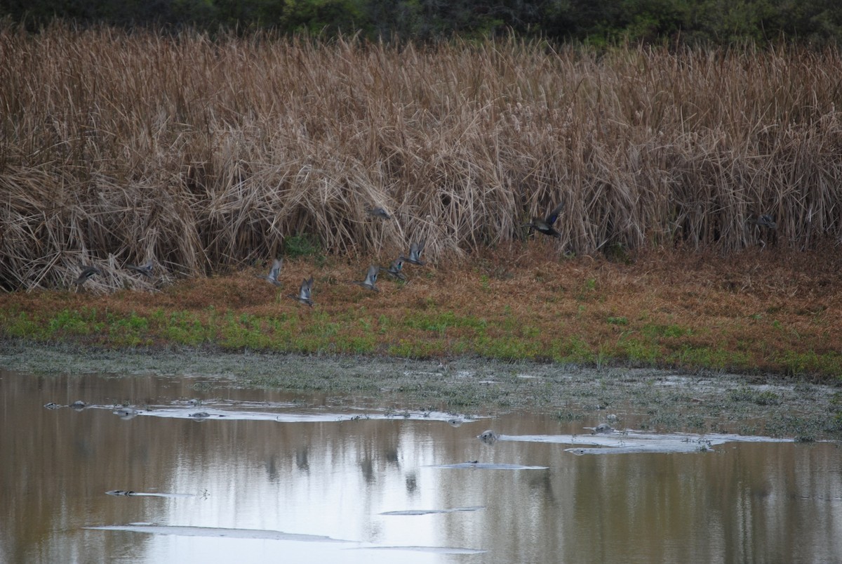 stokkand/rødfotand - ML643855907