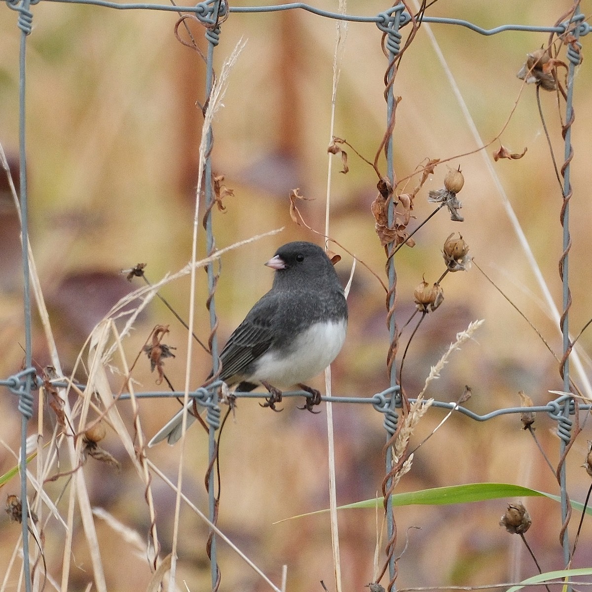 Dark-eyed Junco - ML643855910