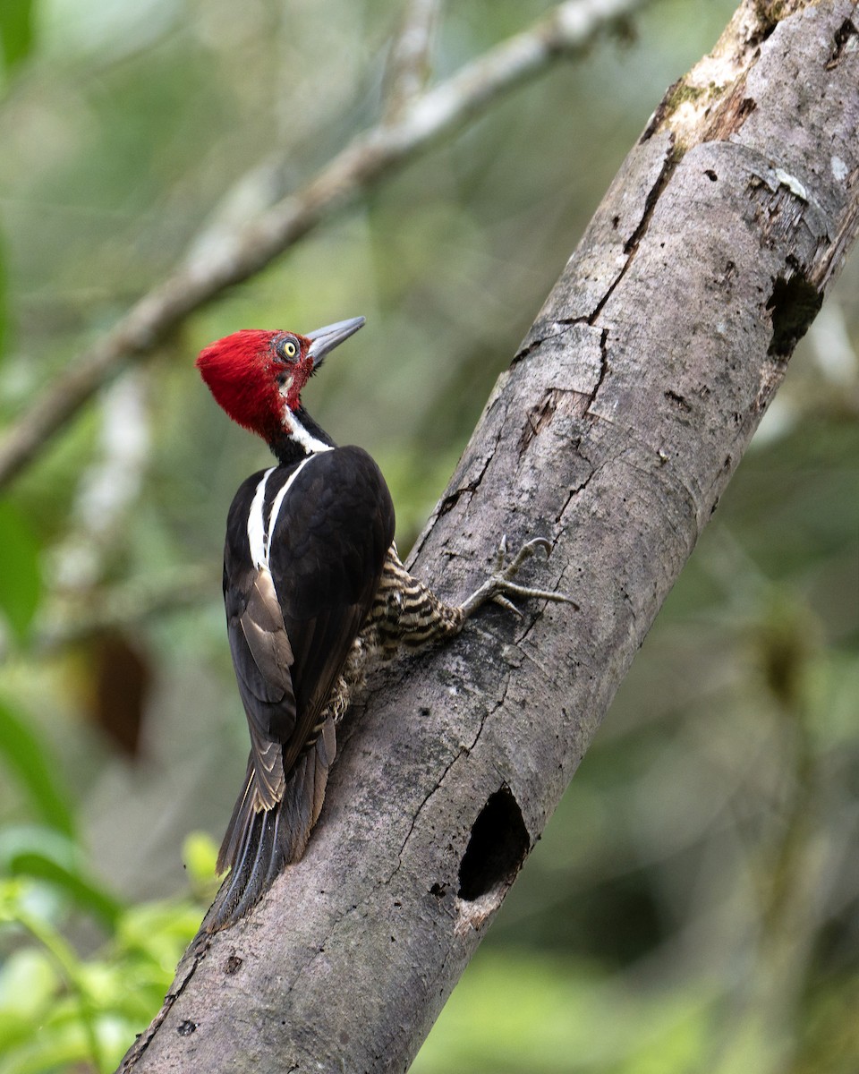Guayaquil Woodpecker - ML643855921