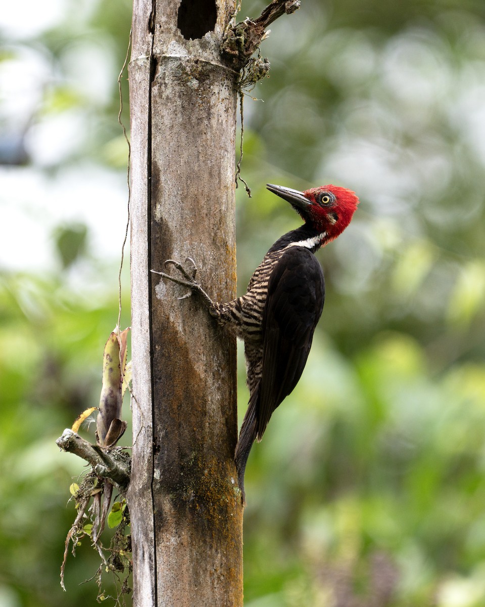 Guayaquil Woodpecker - ML643855922