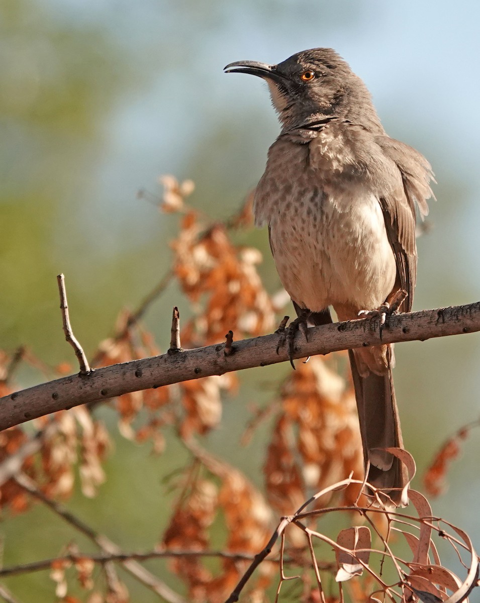 Curve-billed Thrasher - ML643855923