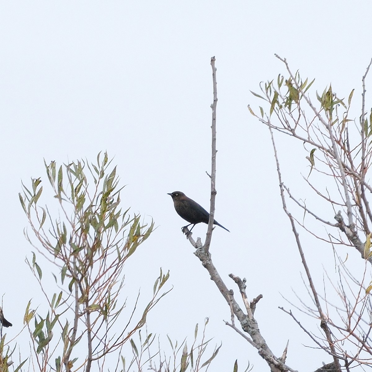 Rusty Blackbird - ML643855924
