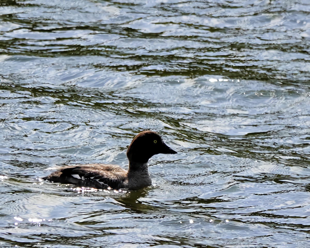 鵲鴨 - ML643855928