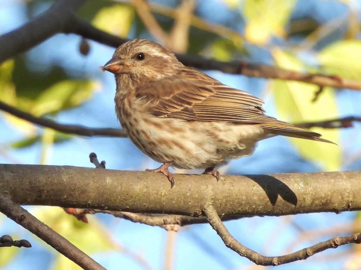 Purple Finch - ML643855929