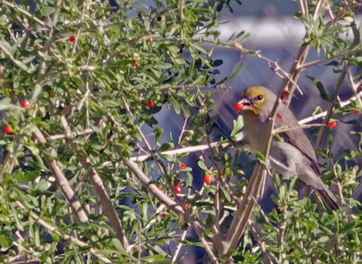 Verdin - ML643855944