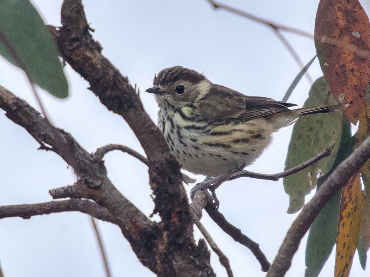 Speckled Warbler - ML643855945