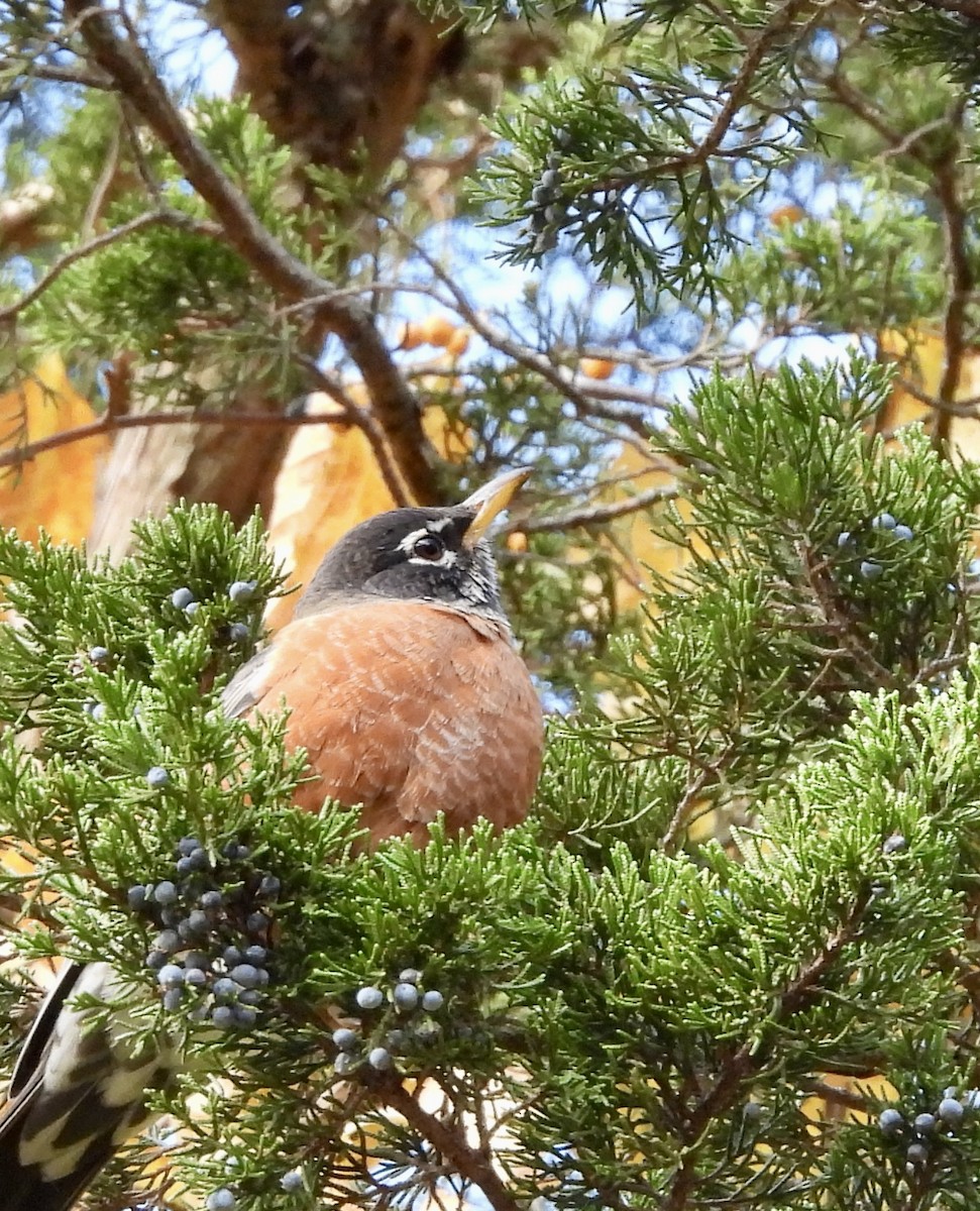 American Robin - ML643855965