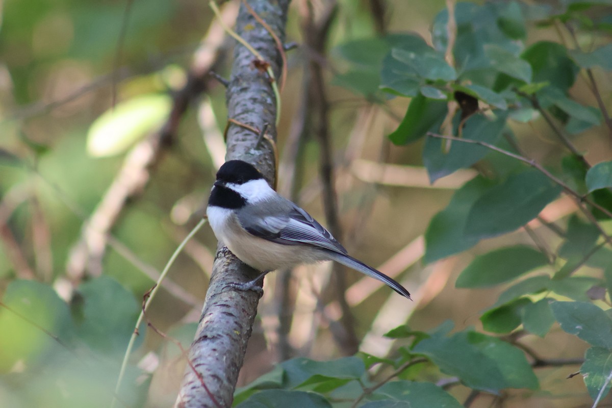 Black-capped Chickadee - ML643855970