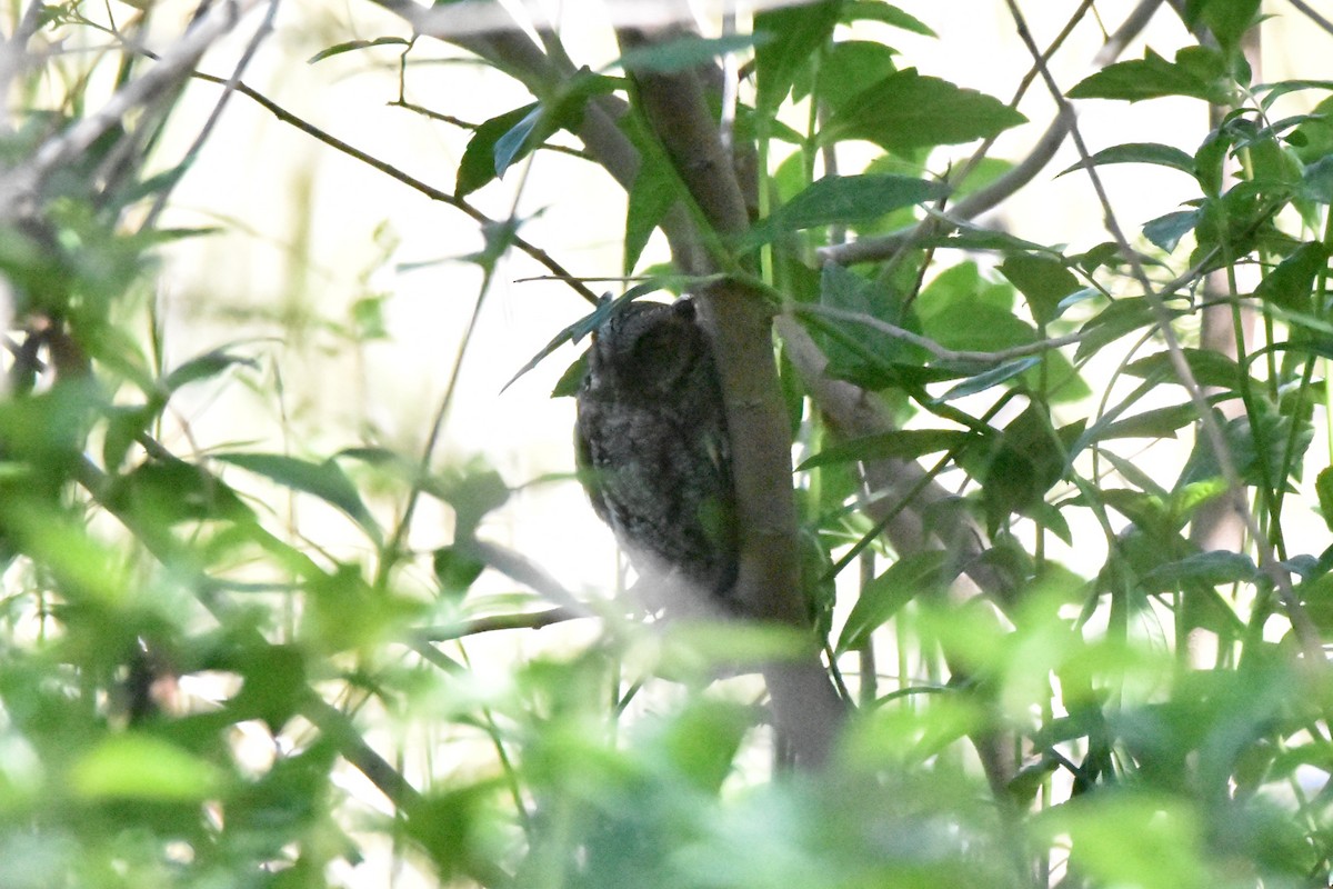 Flammulated Owl - ML643855980