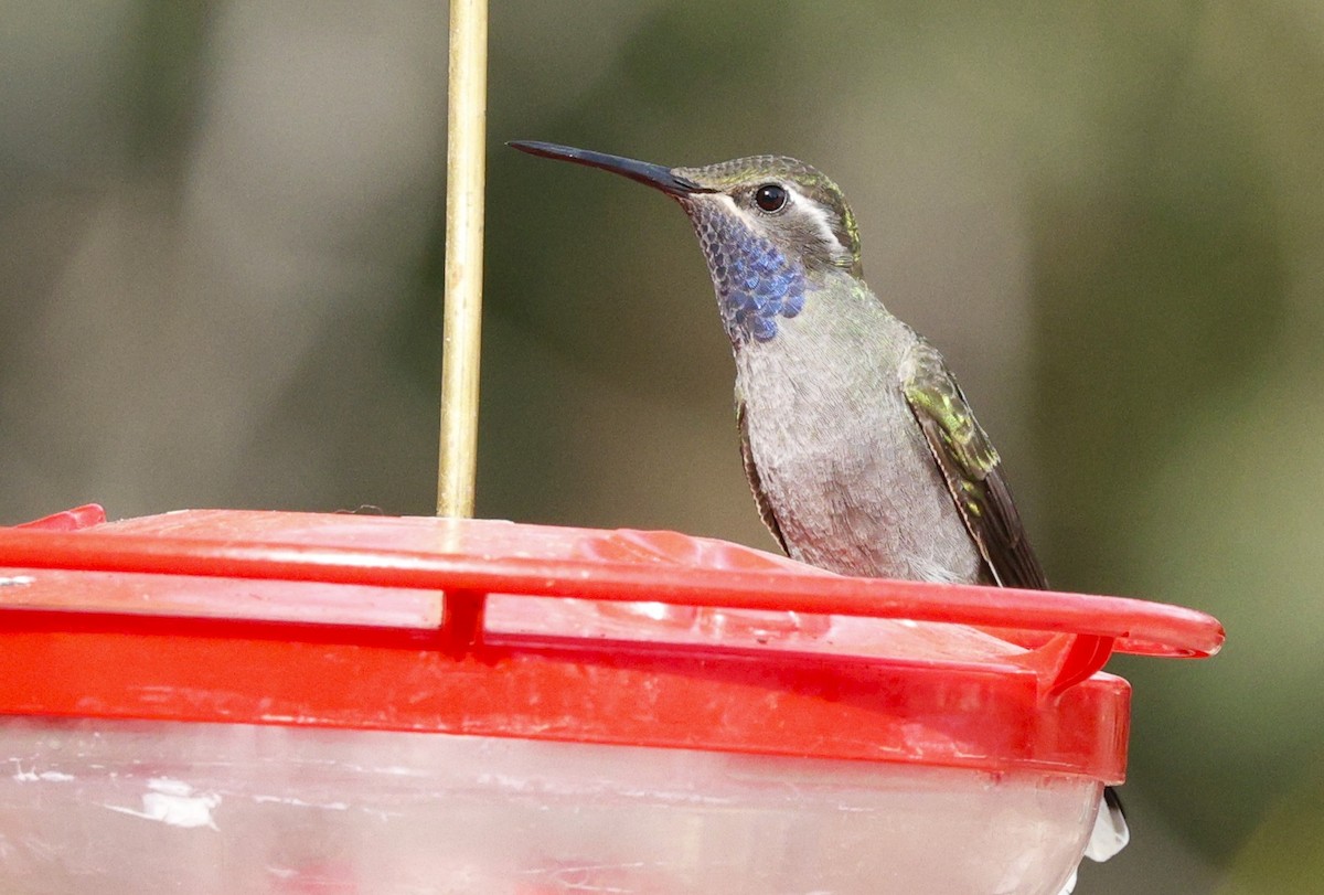 Blue-throated Mountain-gem - ML643855981