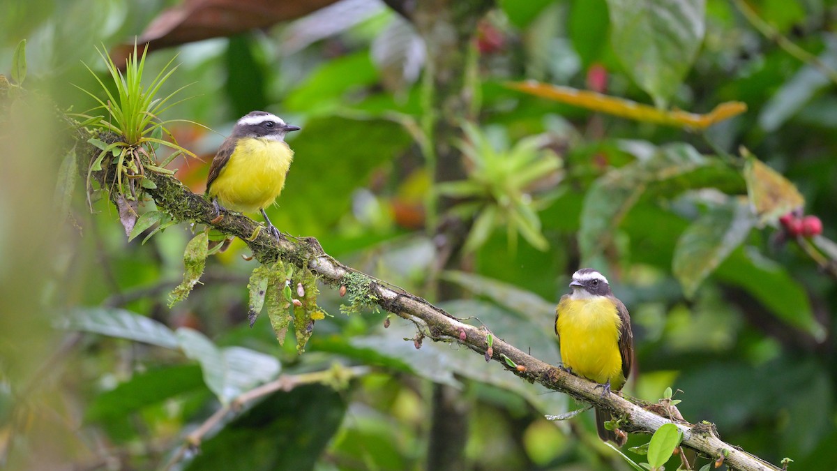 Rusty-margined Flycatcher - ML643856000
