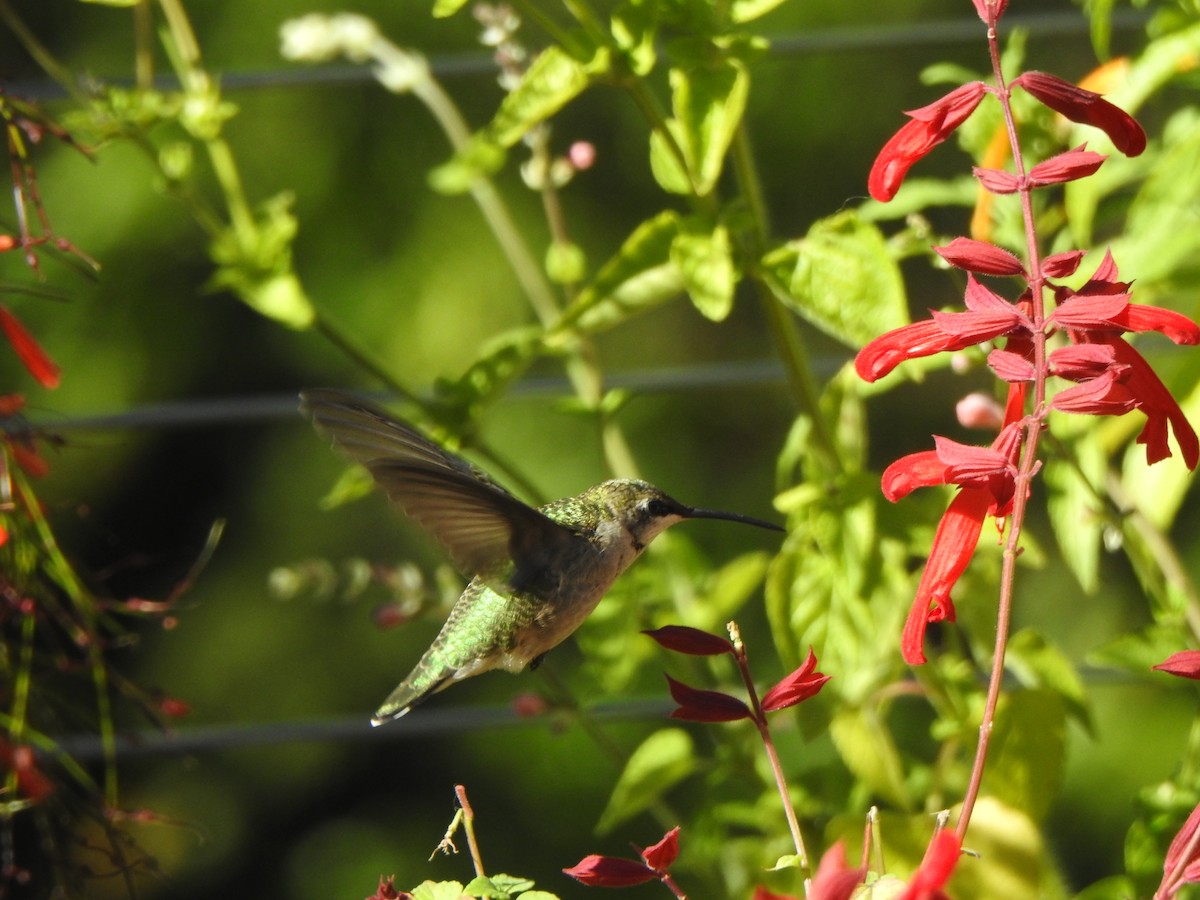 kalypta rubínohrdlá - ML643856008