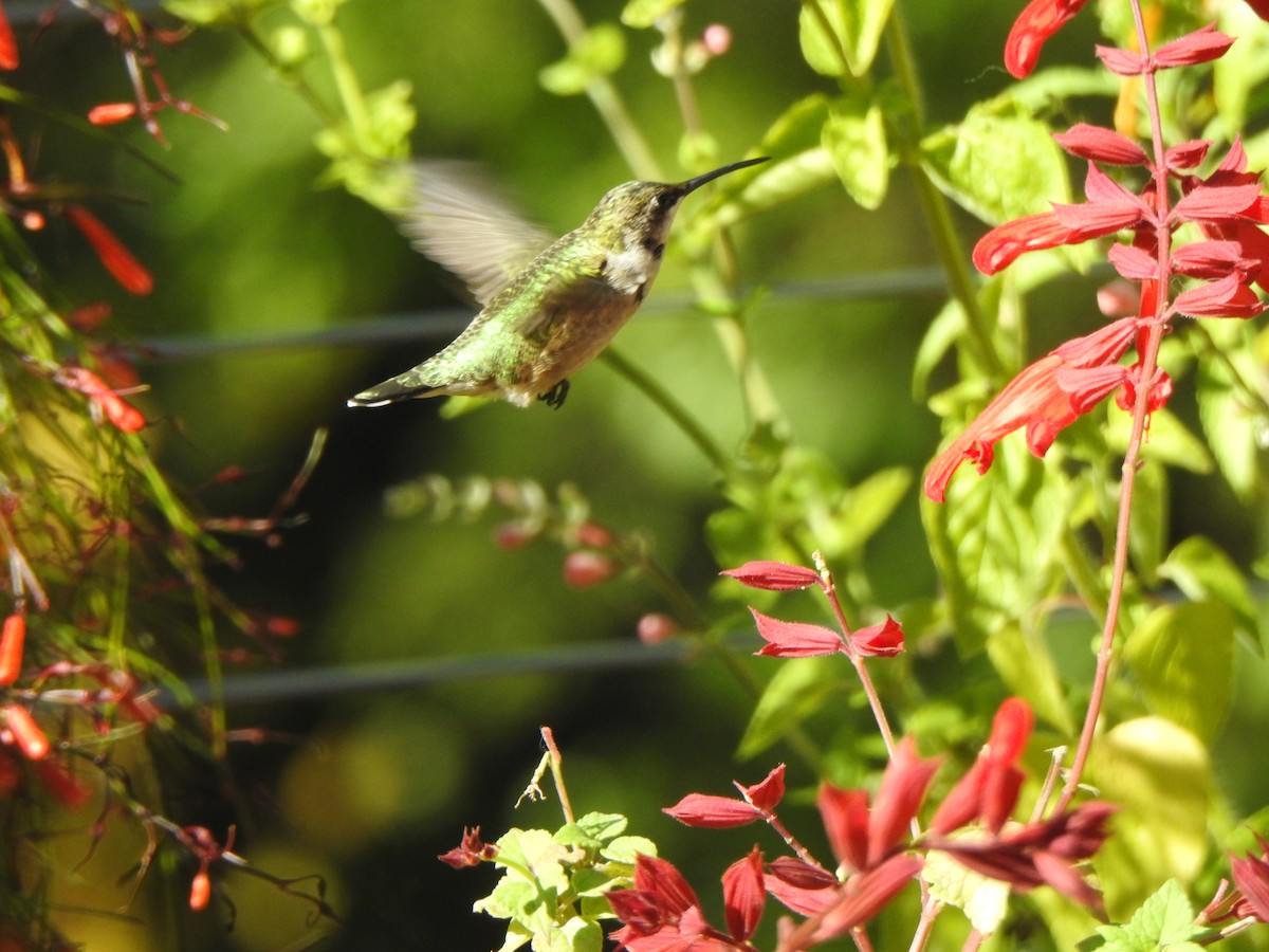 kalypta rubínohrdlá - ML643856009