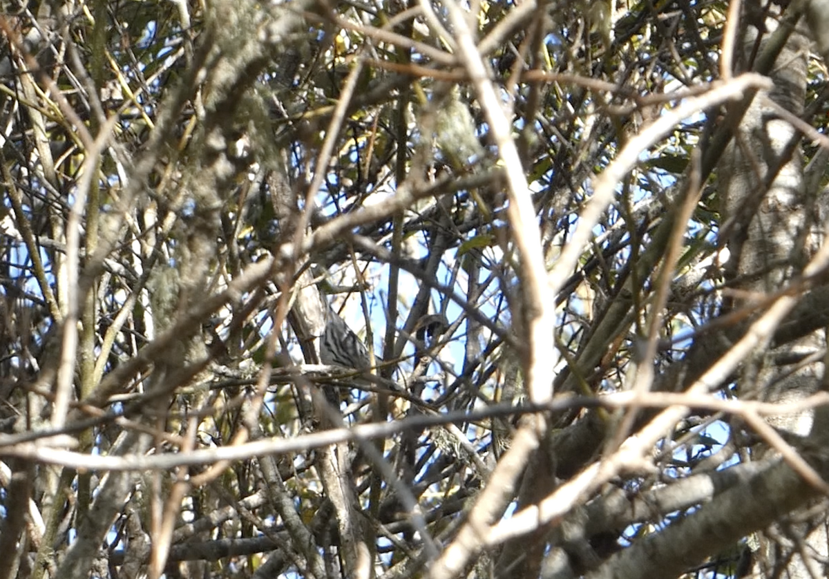 Black-and-white Warbler - ML643856010