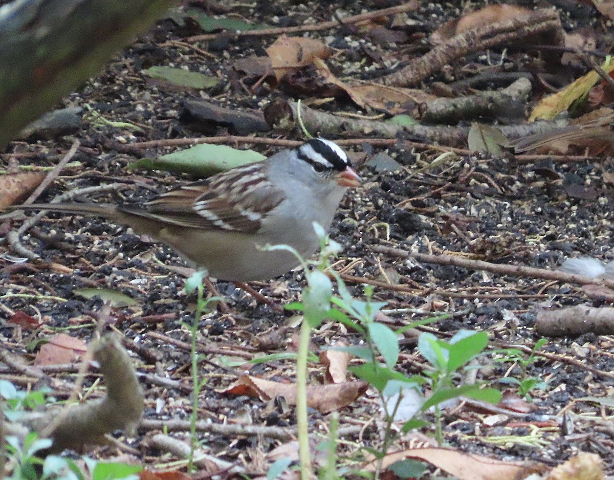 White-crowned Sparrow - ML643856011
