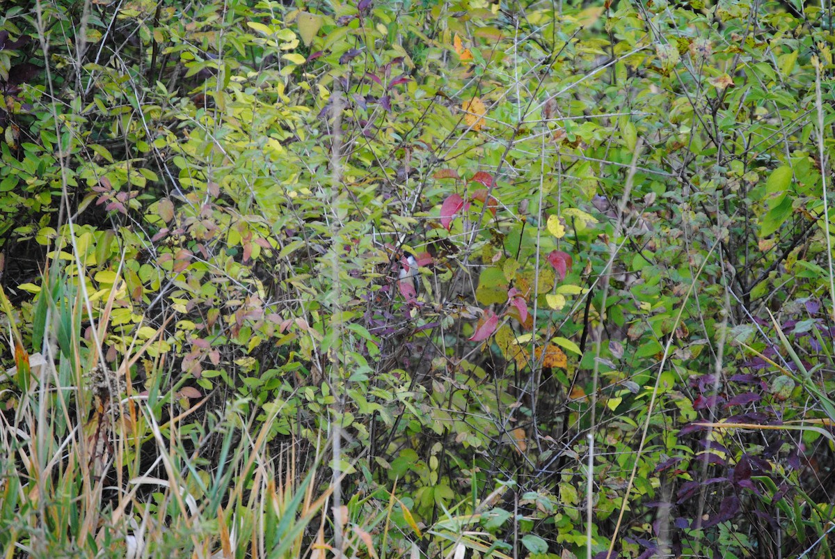 Black-capped Chickadee - ML643856027