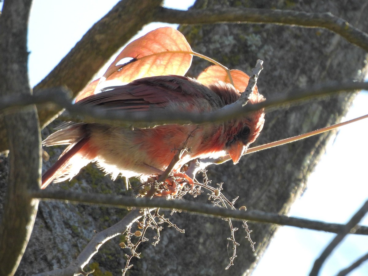 Cardinal rouge - ML643856051