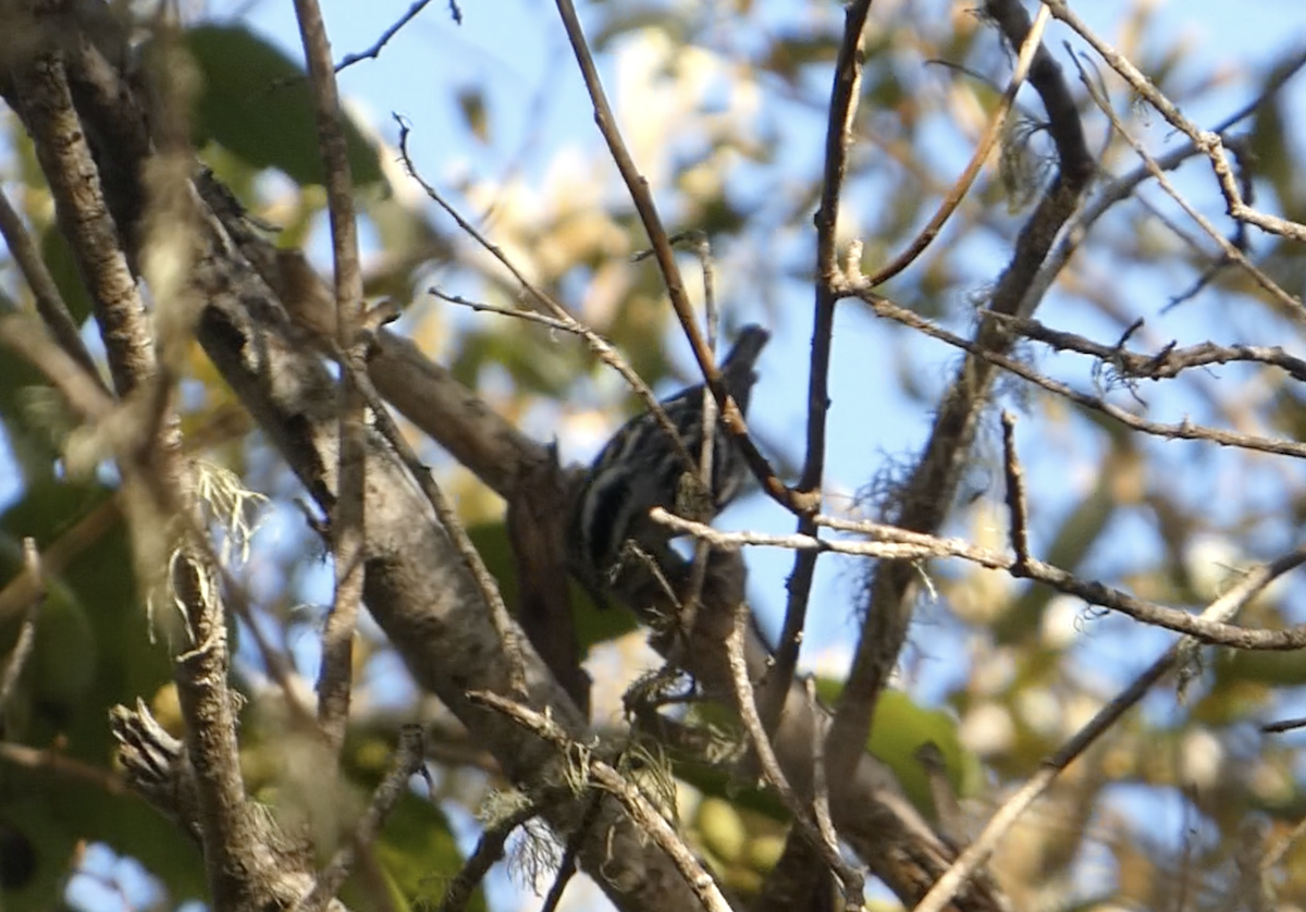 Black-and-white Warbler - ML643856055