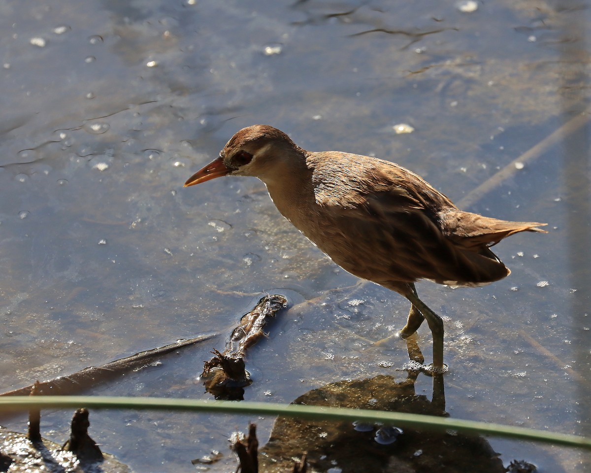 Polluela Cejiblanca - ML643856062
