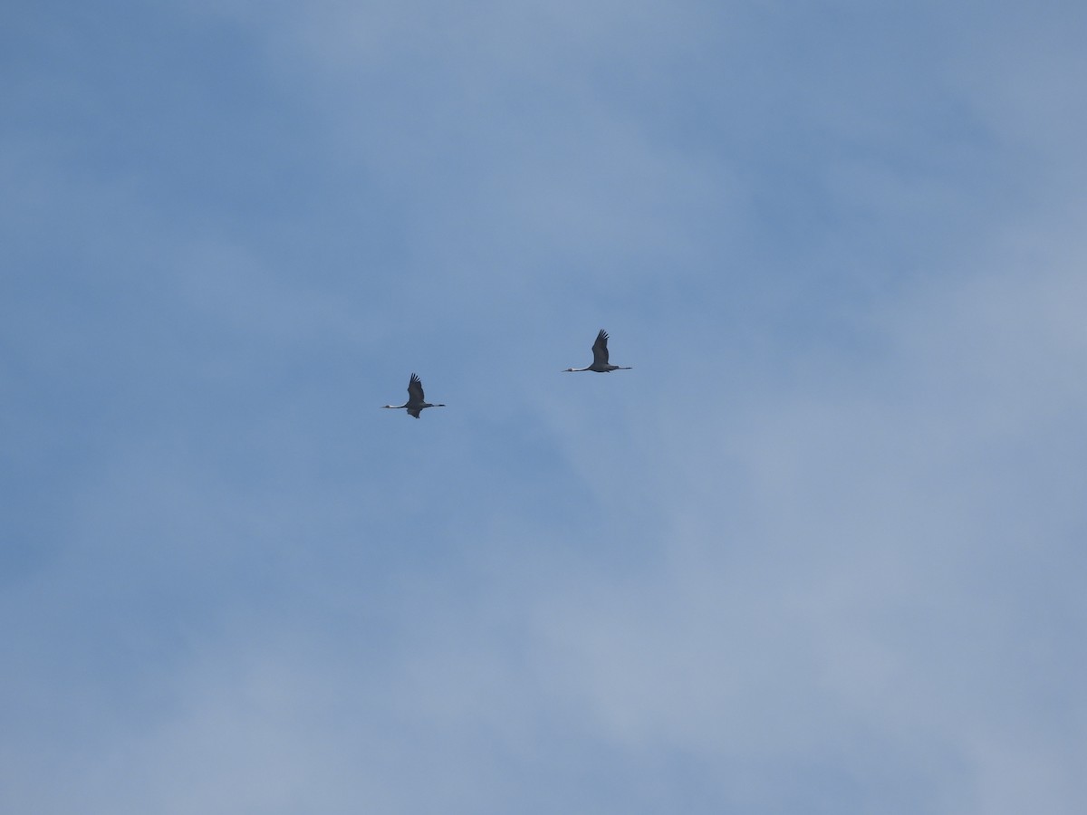 hvitnakketrane - ML643856063