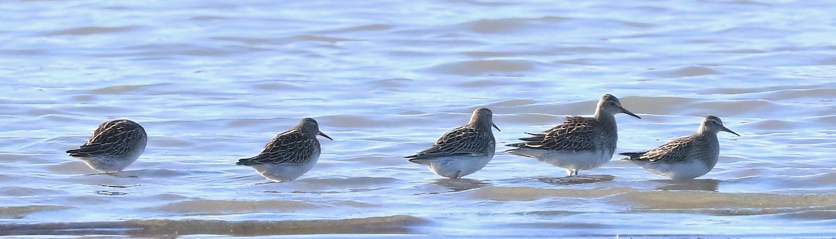 Graubrust-Strandläufer - ML643856064