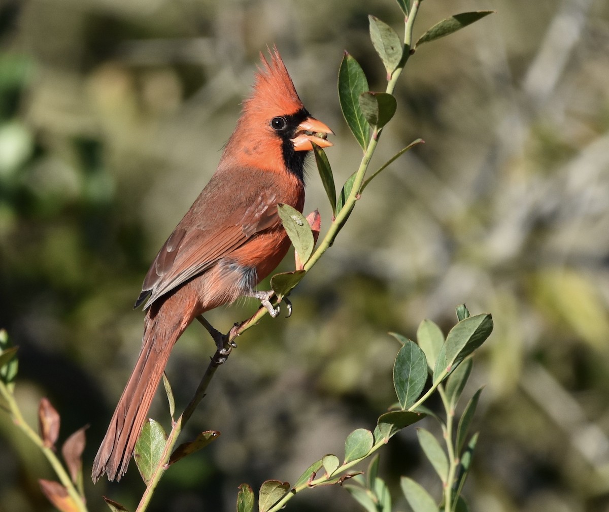 Cardinal rouge - ML643856067
