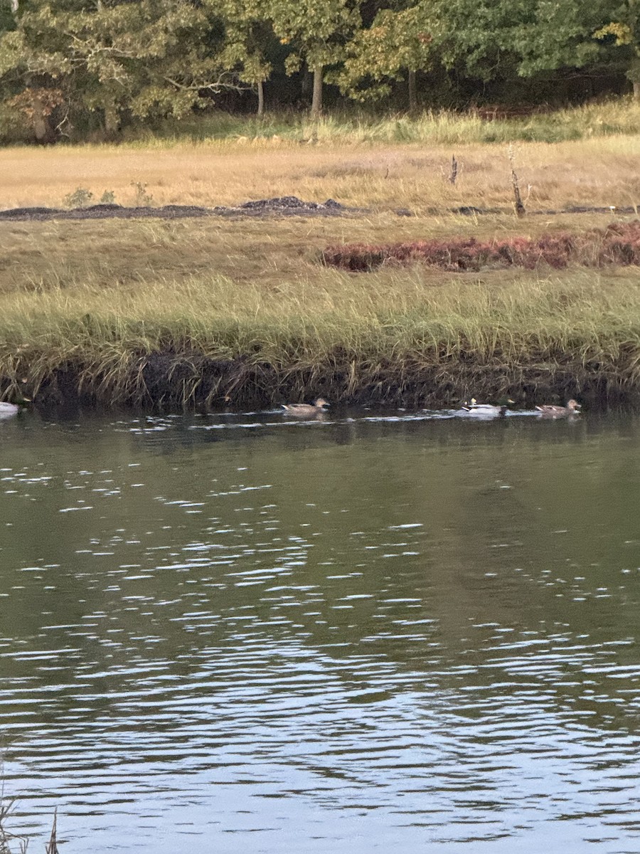 Mallard - ML643856096