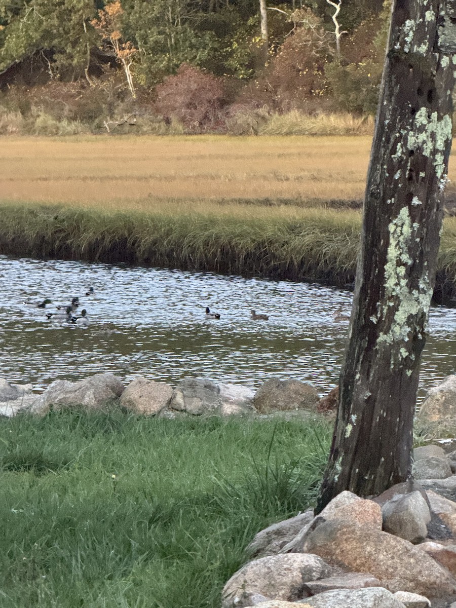 Mallard - ML643856097