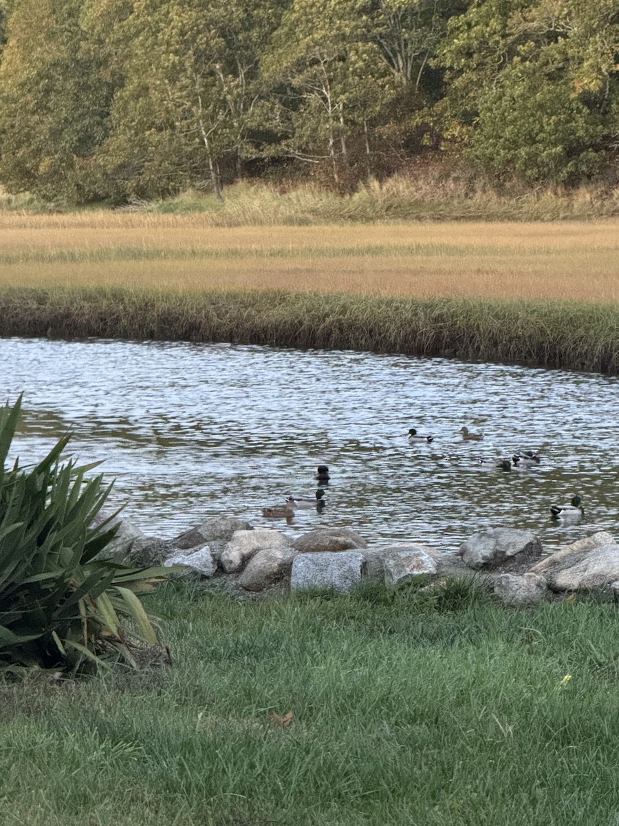 Mallard - ML643856098