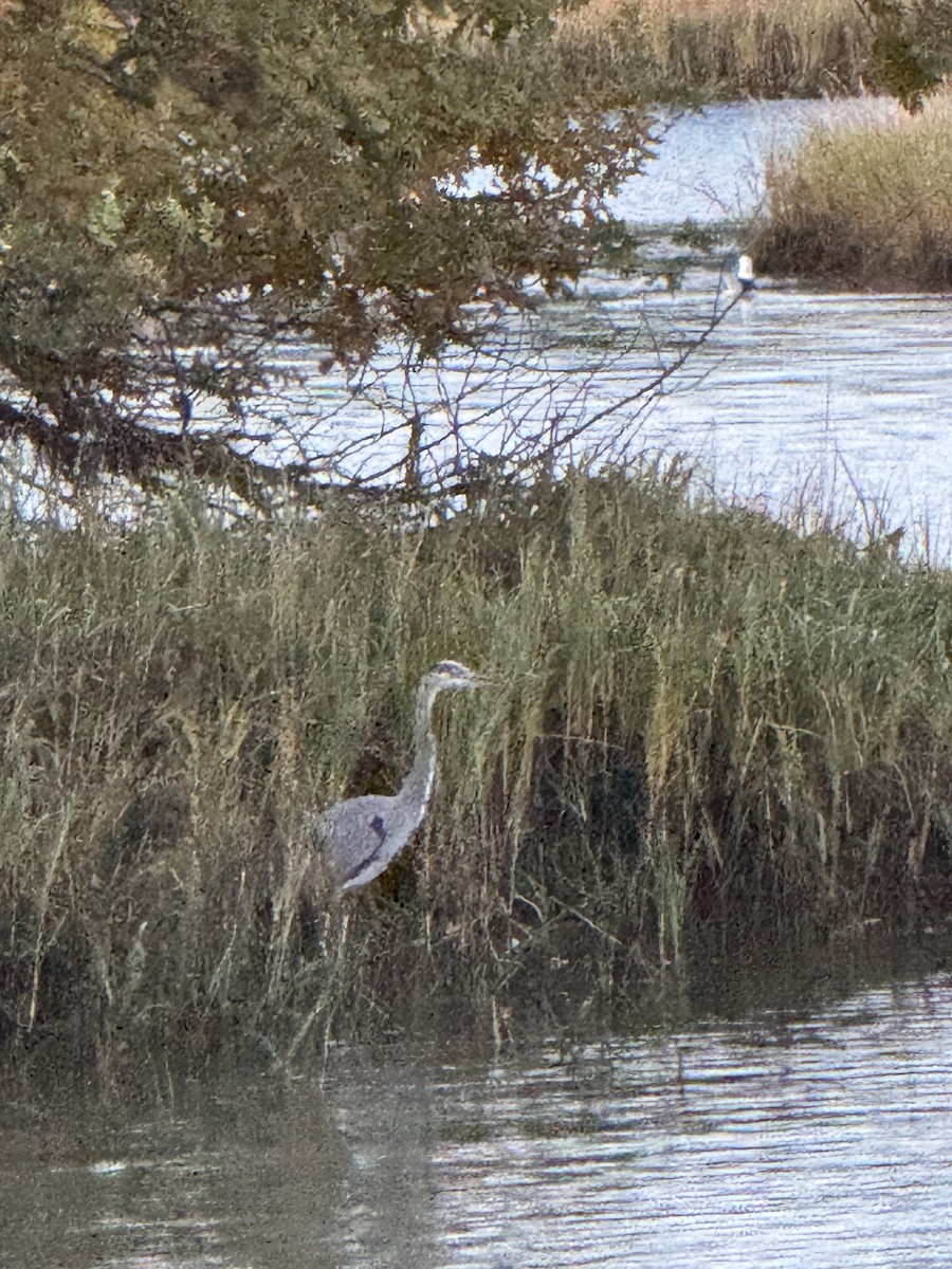 Great Blue Heron - ML643856112