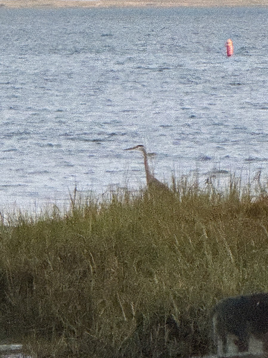 Great Blue Heron - ML643856113