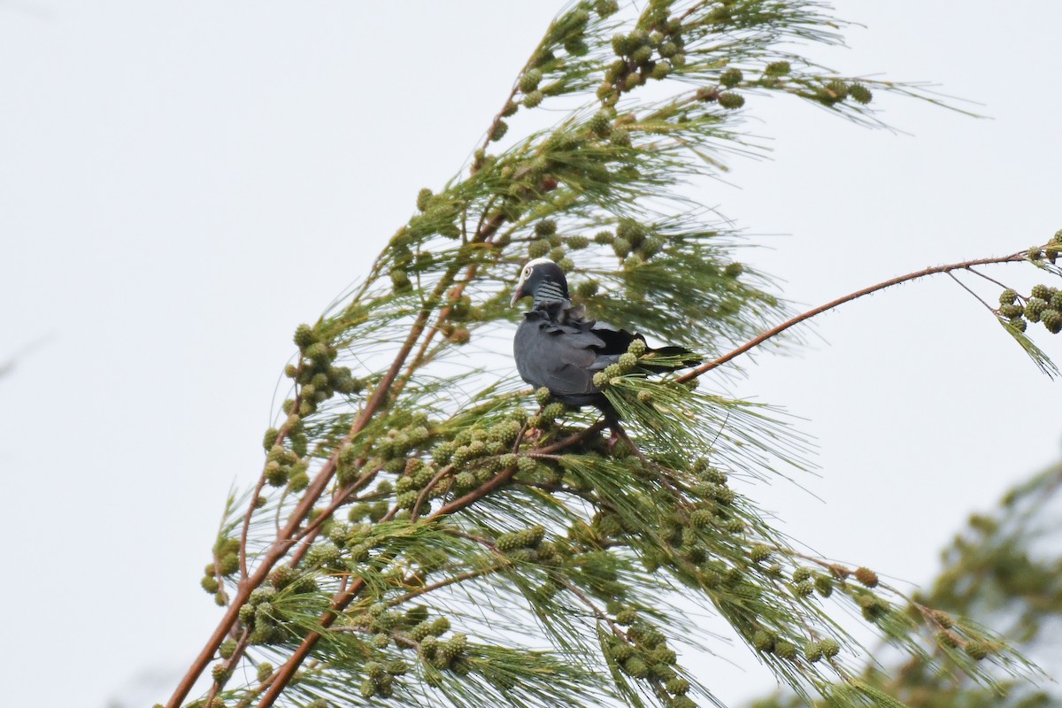 White-crowned Pigeon - ML643856119