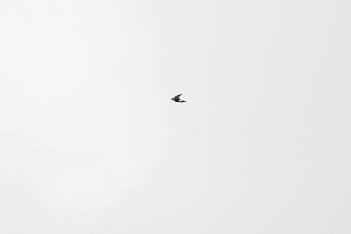 Antillean Palm Swift - ML643856121