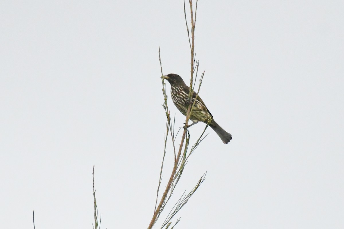 Palmchat - ML643856126